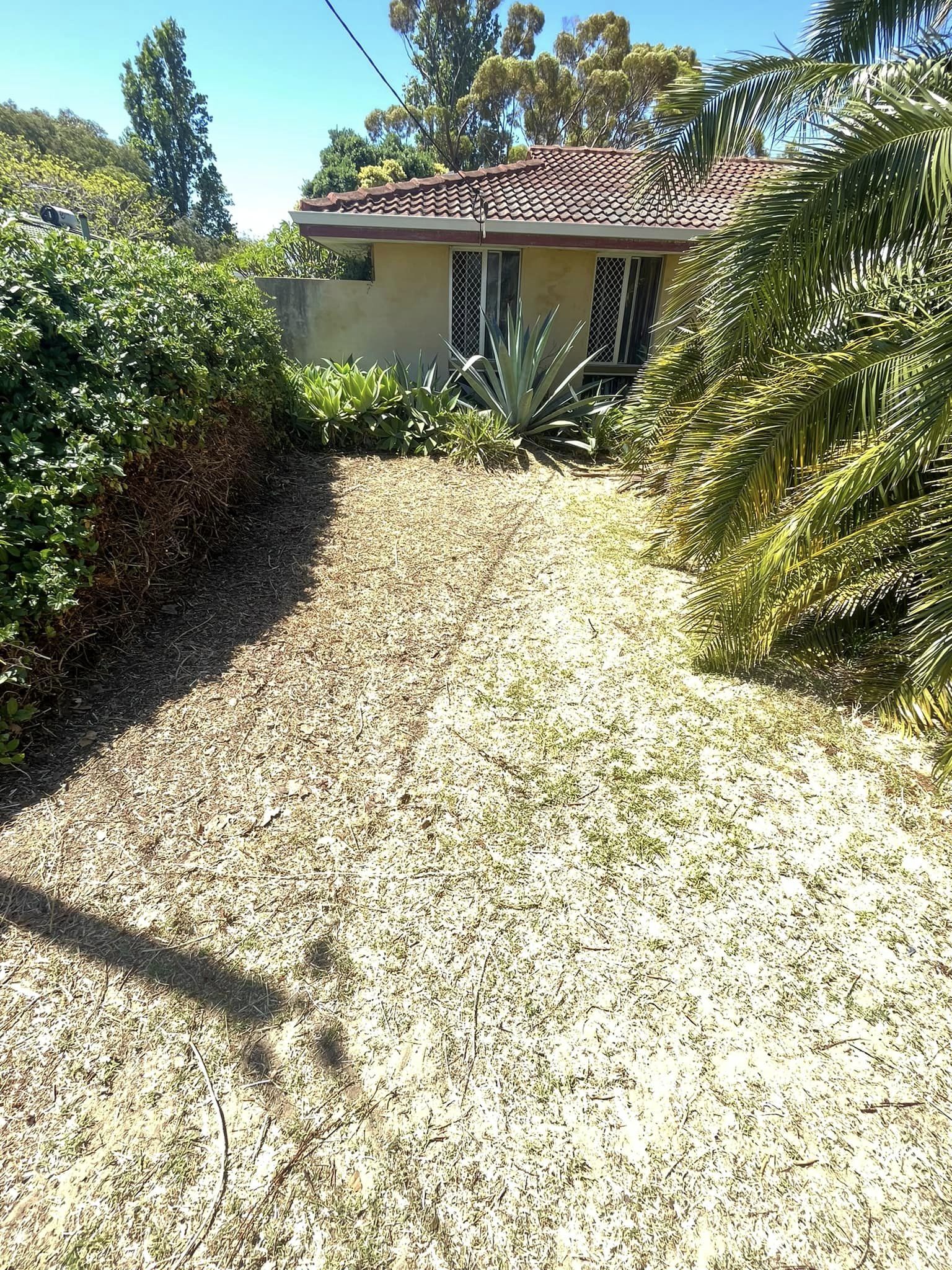 An overgrown area after