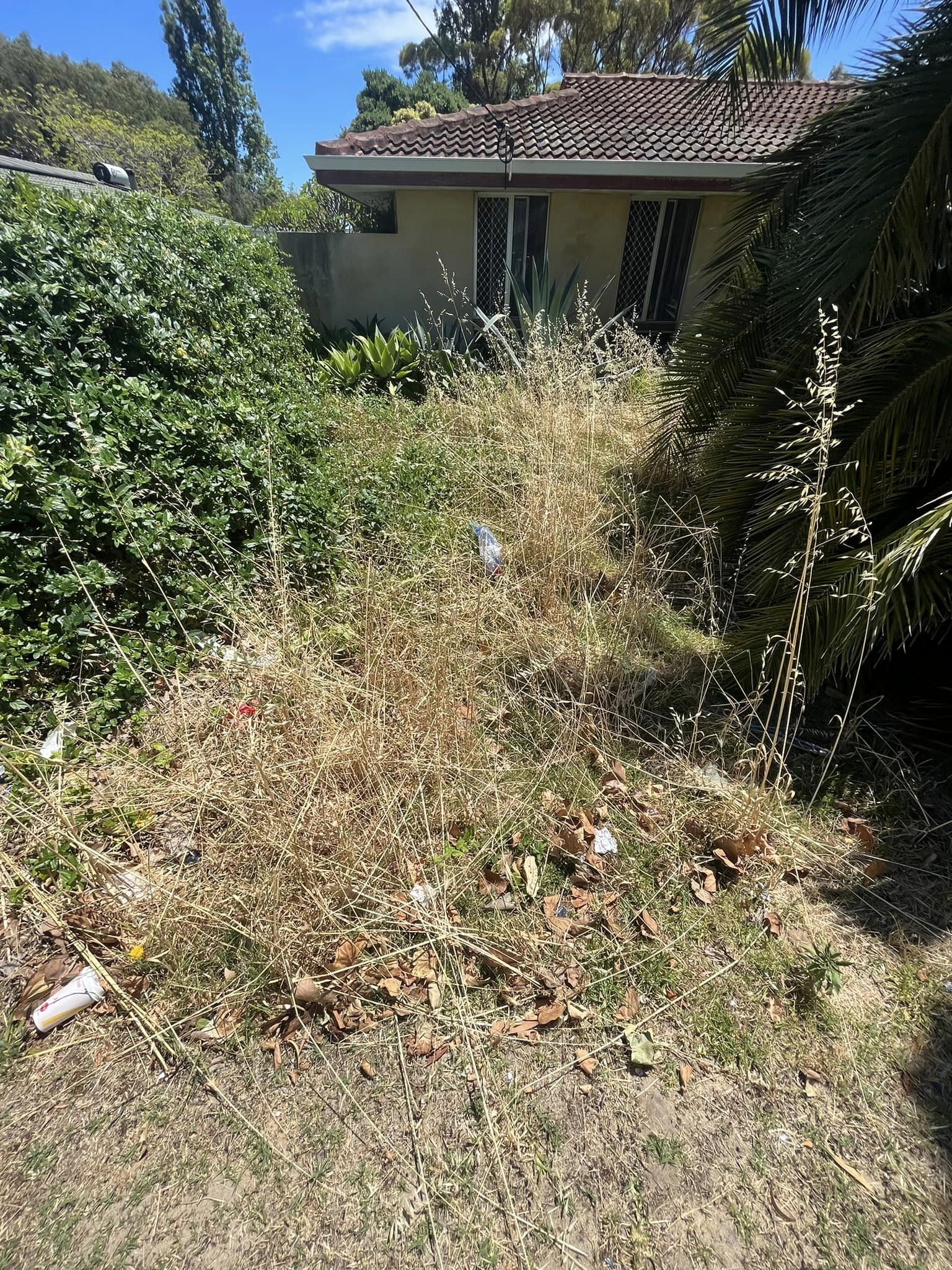 An overgrown area before